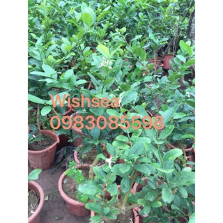 Cây chanh vàng mỹ eureka (hàng nhập khẩu)