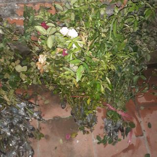 Cành chiết đẹp mới cắt