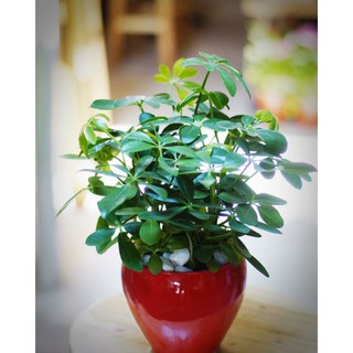 Cây ngũ gia bì để bàn/ lọc không khí/ xua muỗi