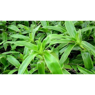 Cây lược vàng  gồm lá, thân, dòi 0,5kg/1kg