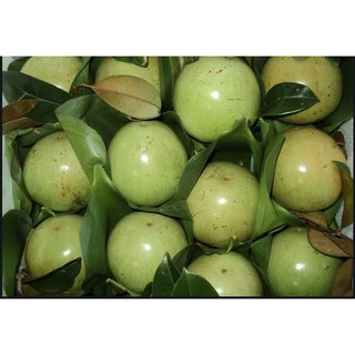 Cây giống vú sữa cao sản