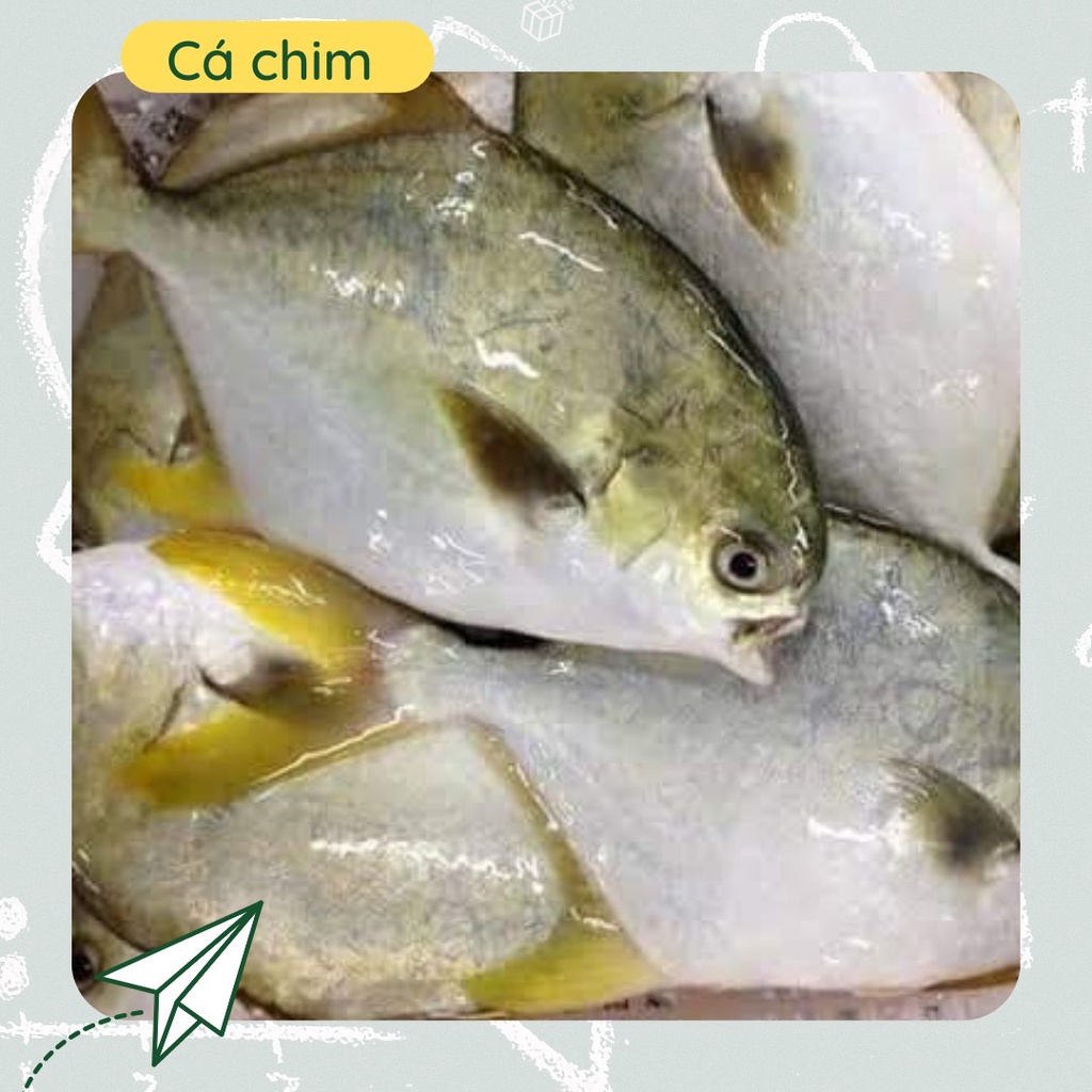 Cá chim biển trắng(500gr)
