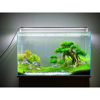 hồ siêu trong 60x35x40 ( dài x rộng x cao kính 6li )