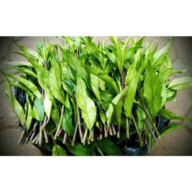 RAU LỦI TƯƠI  GIA LAI - ĐẶC SẢN TÂY NGUYÊN