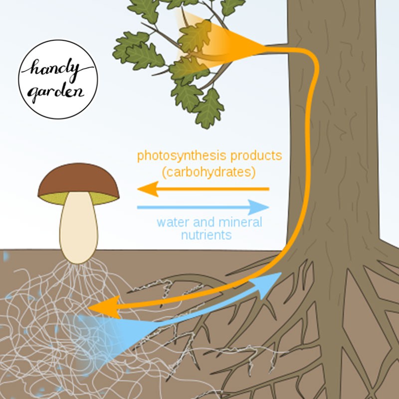 [Ship nhanh] Mycorrhiza Nấm Cộng Sinh phát triển rễ cây sen đá, xương rồng, kiểng lá, hoa hồng, hương thảo | HandyGarden