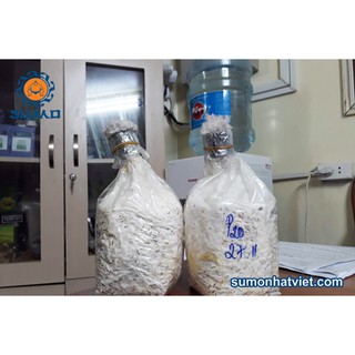  Bịch meo nấm bào ngư xám chịu nhiệt - Meo sò thái 