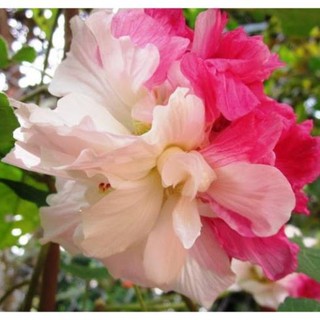 CHẬU CÂY GIỐNG HOA PHÙ DUNG - LOÀI HOA ĐẸP RỰC RỠ KIÊU SA