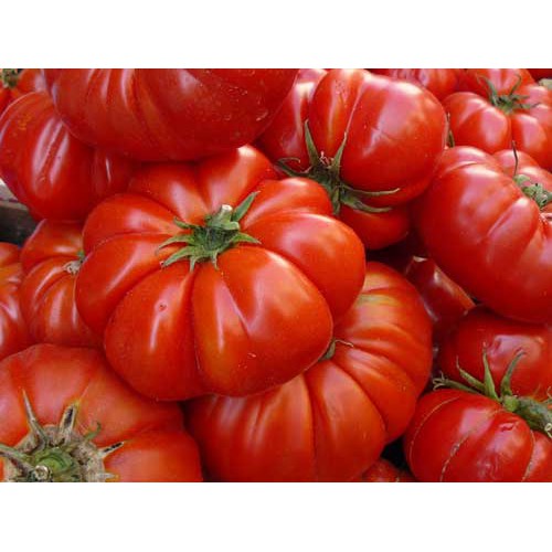Hạt giống cà chua bí ngô hàng nhập khẩu nguyên gói  Nga(0,05 gr).Hàng nhập nên có tỷ lệ nây mầm ca0