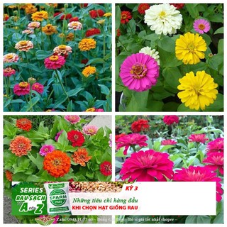 GÓI 20 HẠT GIỐNG HOA CÚC LÁ NHÁM Hạt giống hoa cúc ngũ sắc ( cúc lá nhám) ĐẾN MÙA TRỒNG TẾT