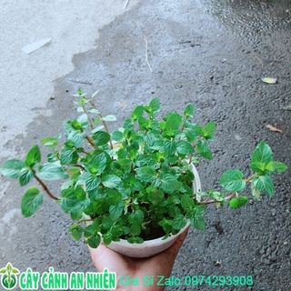 Cây Bạc Hà Doubemint