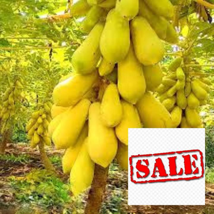 Gói 5 hạt giống đu đủ da vàng SALE