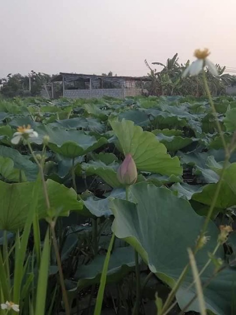 [Siêu Sale] Combo 2 kg lá sen khô thơm ngon