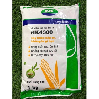 1kg Hạt giống ngô lai đơn F1 NK4300- Giống năng xuất cao, chịu hạn tốt