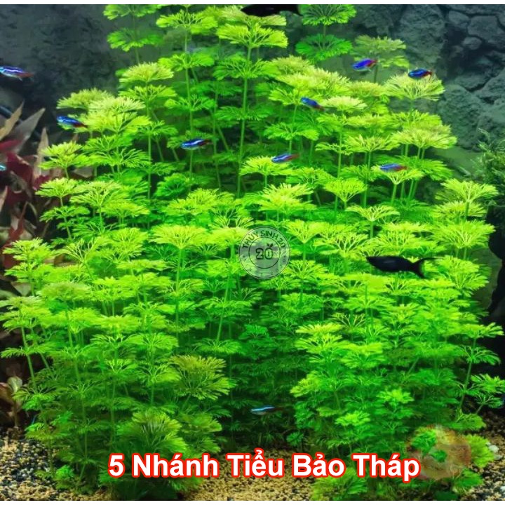 [5 Nhánh] Tiểu Bảo Tháp cây thủy sinh (chỉ Ship HCM)