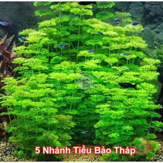 Tiểu Bảo Tháp cây thủy sinh