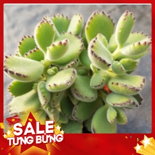 sen đá Tay gấu múp trung🍏 |FREESHIP| 🔥 XỨ NÓNG, ĐÃ THUẦN KHÍ HẬU, KHOẺ ĐẸP 🍏 LỖI 1 ĐỔI 1