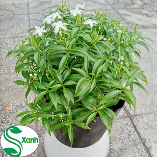 Cây Mai Vạn Phúc
