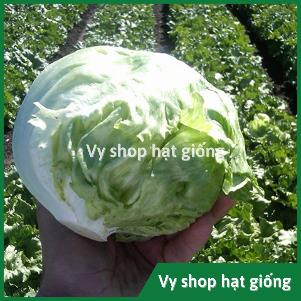 Hạt giống rau xà lách búp iceberg Thái Lan gói 5000 hạt