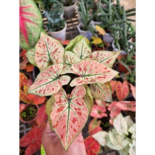 Cây môn dâu đỏ - caladium