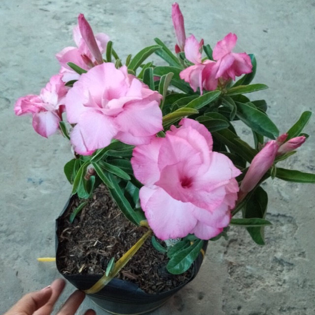 HOA SỨ HỒNG KỲ DUYÊN