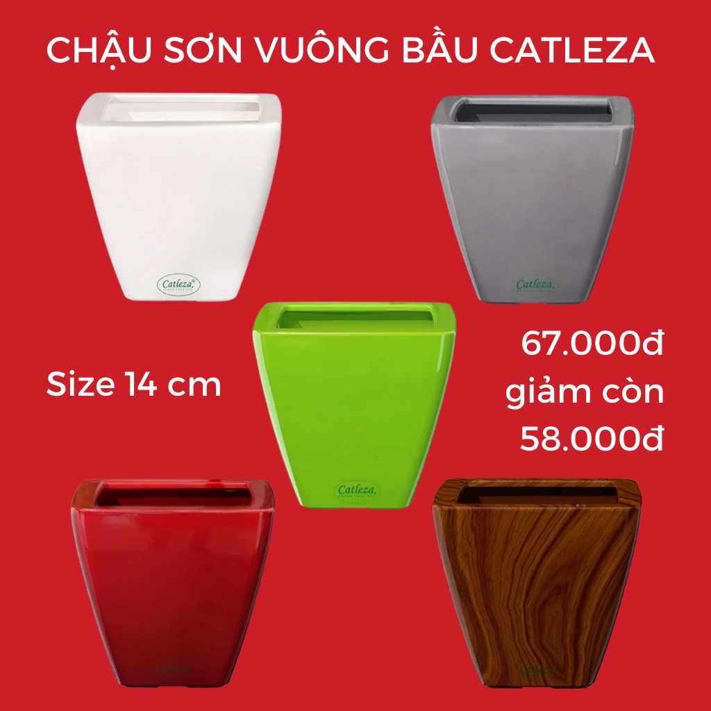 Chậu trồng cây tự dưỡng Catleza vuông bầu kích thước 14 x 14 x 12cm