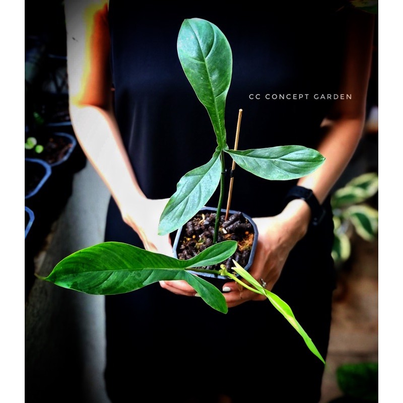 Trầu Bà Philodendron 69686
