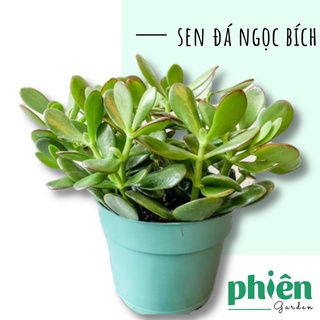 Sen Đá Ngọc Bích để bàn, Sen Đá Thạch Bích kèm chậu gốm