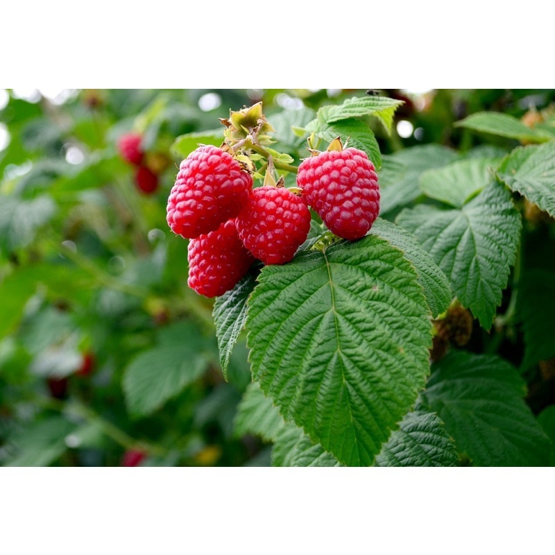 Cây Mâm Xôi - Phúc Bồn Tử Đen/ Đỏ, Dễ Chăm Sóc, Làm Mứt, Cocktail, Salad - Jun Garden