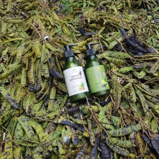 CAO BỒ KẾT THẢO MỘC