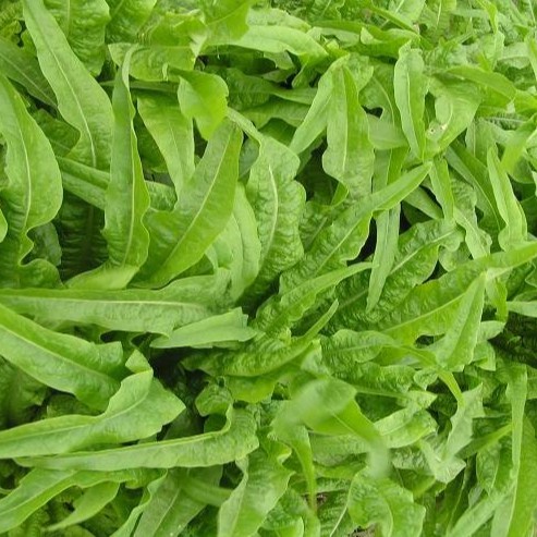 Hạt giống xà lách lá nhọn (rau diếp thơm) 10gr RADO 358 - rau củ quả trồng chậu, vườn dễ chăm sóc 10gr RADO 358