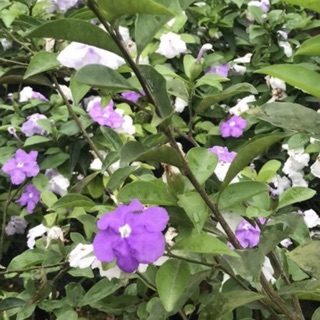 Cây hoa nhài Nhật/ lài Nhật thơm