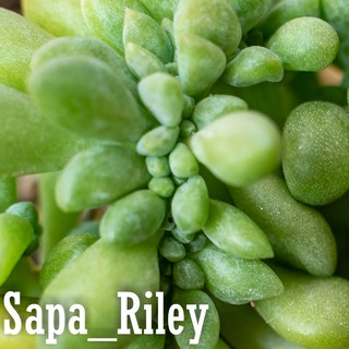 Sen đá giọt lệ - Graptosedum Franceso Baldi Crest