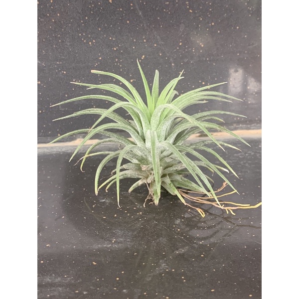 Cây Không Khí Ion Druid