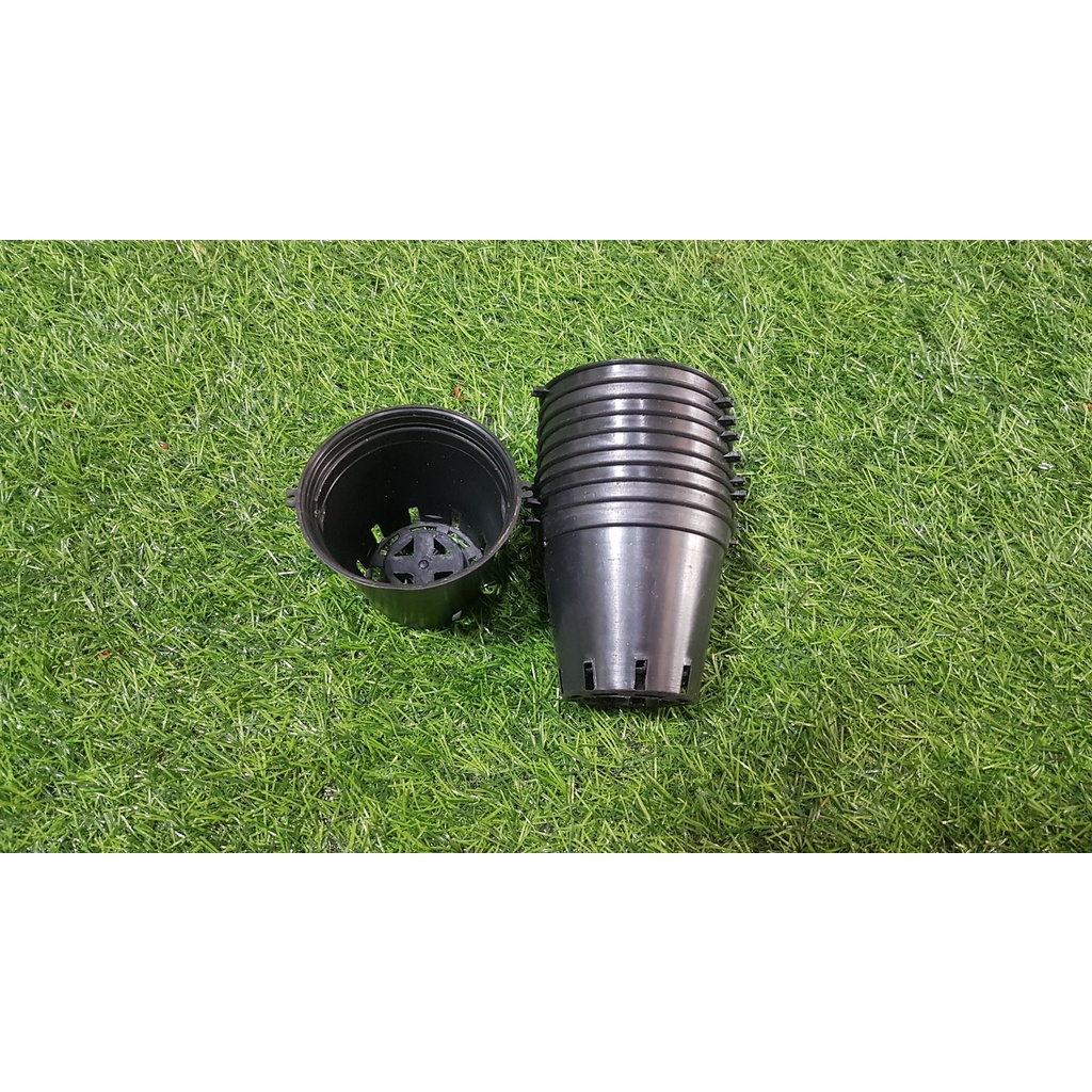 Combo 10 chậu đen trồng lan phi 8cm