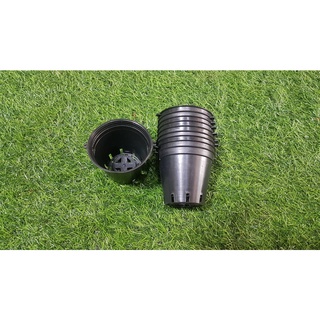 Combo 10 chậu đen trồng lan phi 8cm