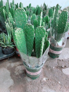 Chậu Xương Rồng Bụi