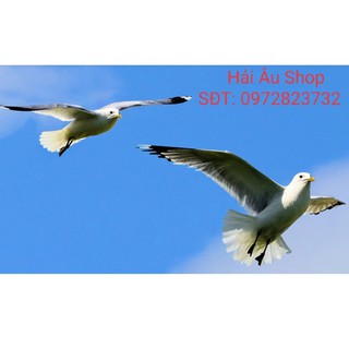 Hải_Âu_Shop