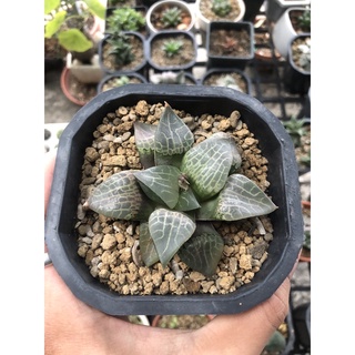 Sen đá kim cương | haworthia vi mạch | Haworthia Comptoniana Suishou