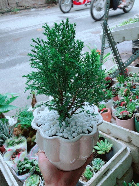 Chậu Tùng Bồng Lai