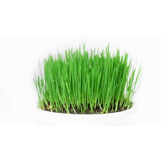 500 gr Mầm Lúa Mạch