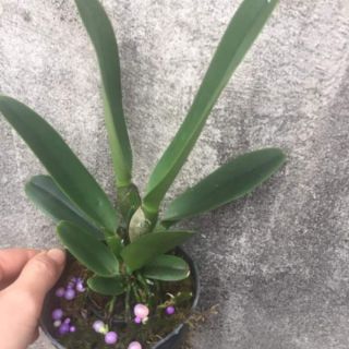 Lan cattleya