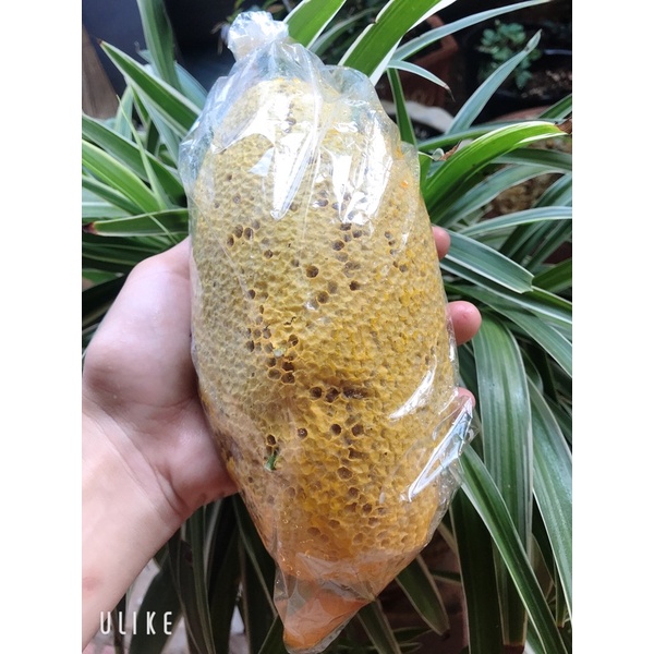 Mật ong ruồi nguyên tổ được người đồng bào Đăk Lăk đi rừng săn bắt