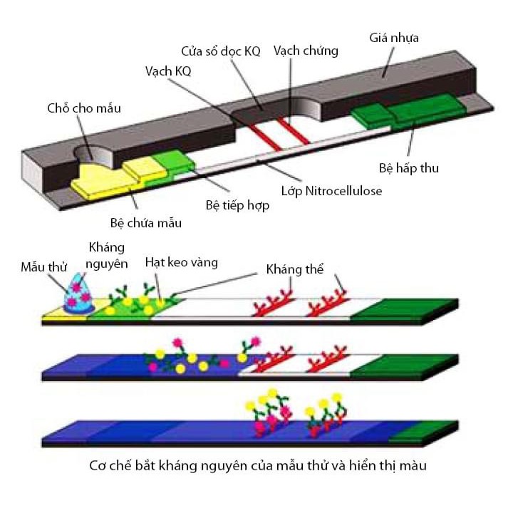 Que Thử Nhanh Dịch Tả  Heo Châu Phi (ASFV Ag Rapid Test Card) 🐖🐖🐖