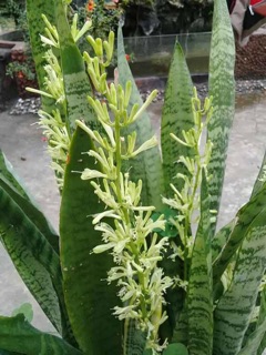 1 cây lưỡi hổ