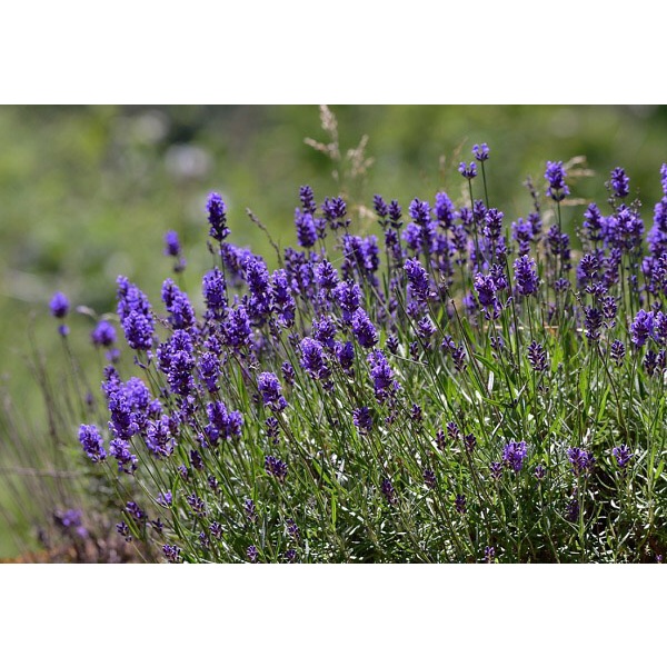 HẠT GIỐNG HOA OẢI HƯƠNG HOA LAVENDER