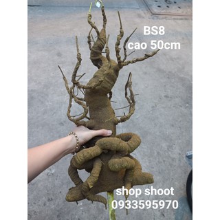 GỐC BONSAI BS8( CAO 50CM CÓ RỄ PHỤ) LÀM THÂN MAI ĐÀO
