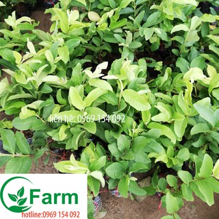 Cây ổi không hạt