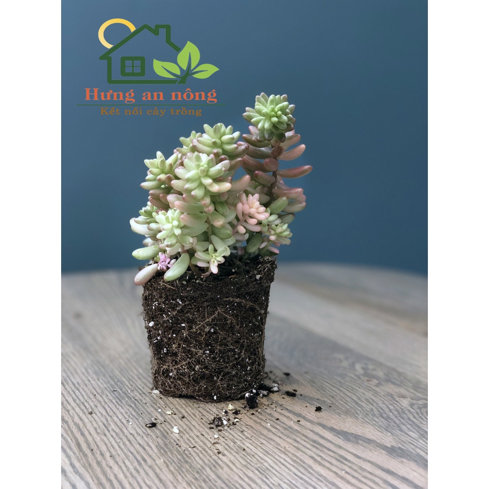 2 LÍT - Đá Perlite – Đá trân châu 3-6mm, 6-12mm