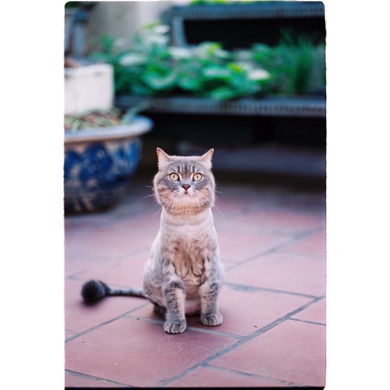 - Film 135  giá rẻ, 24 kiểu, hàng US