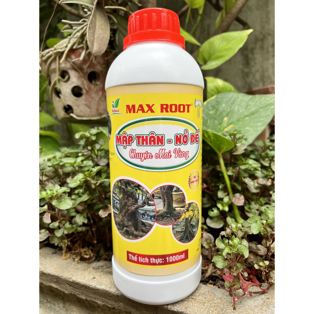 Phân Bón Mập Thân Nở Đế Chuyên Mai Vàng Max Root Chai 1 Lít